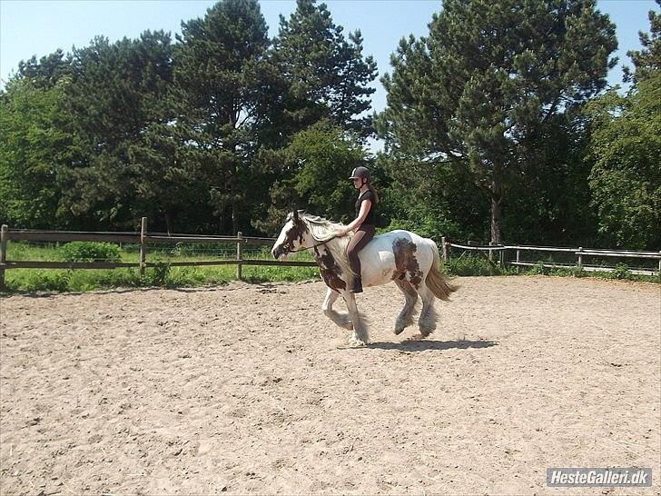 Irish Cob             Billy the kid - Fordi du lærte mig at flyve! billede 13