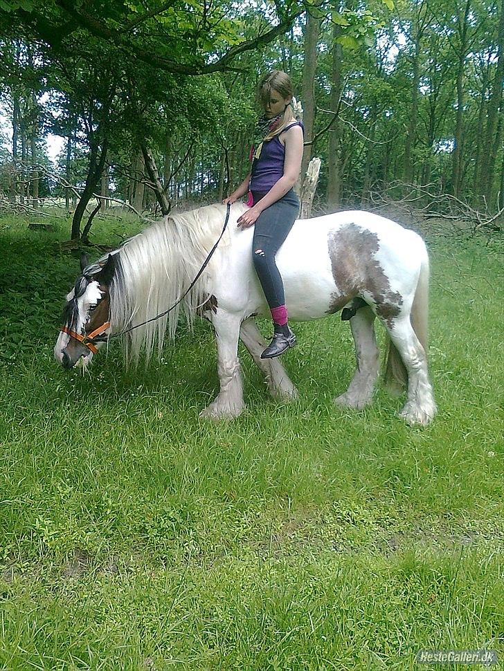 Irish Cob             Billy the kid - Fordi du lærte mig så utrolig meget! billede 16