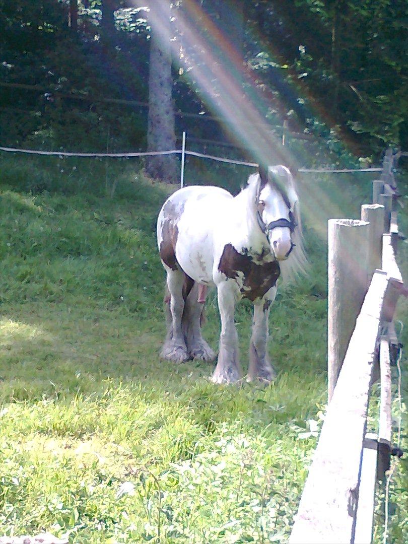 Irish Cob             Billy the kid - Fordi der er ingen anden som dig! billede 17