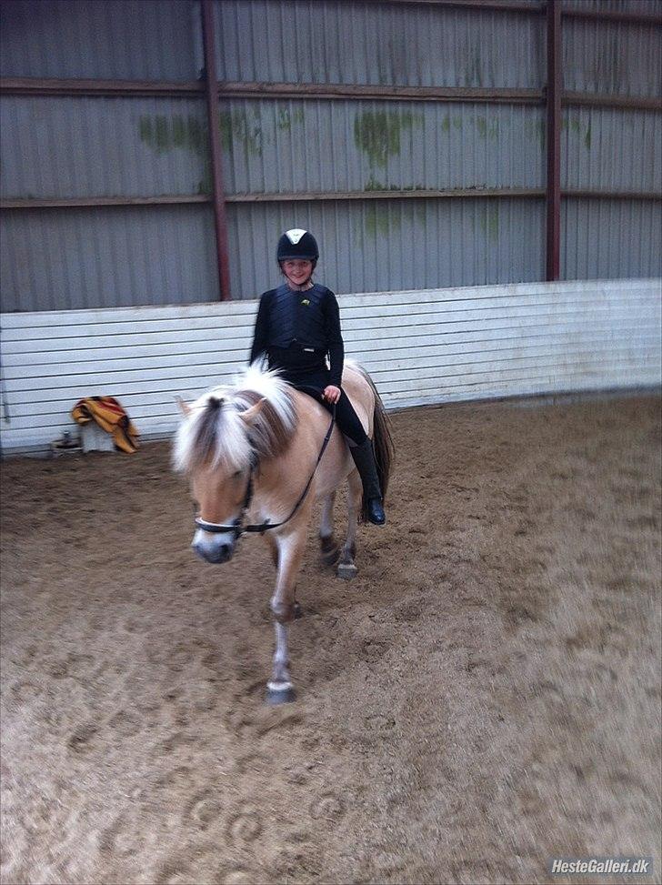 Fjordhest Oscar (rideskole pony) - 8 ) rider uden sadel billede 3