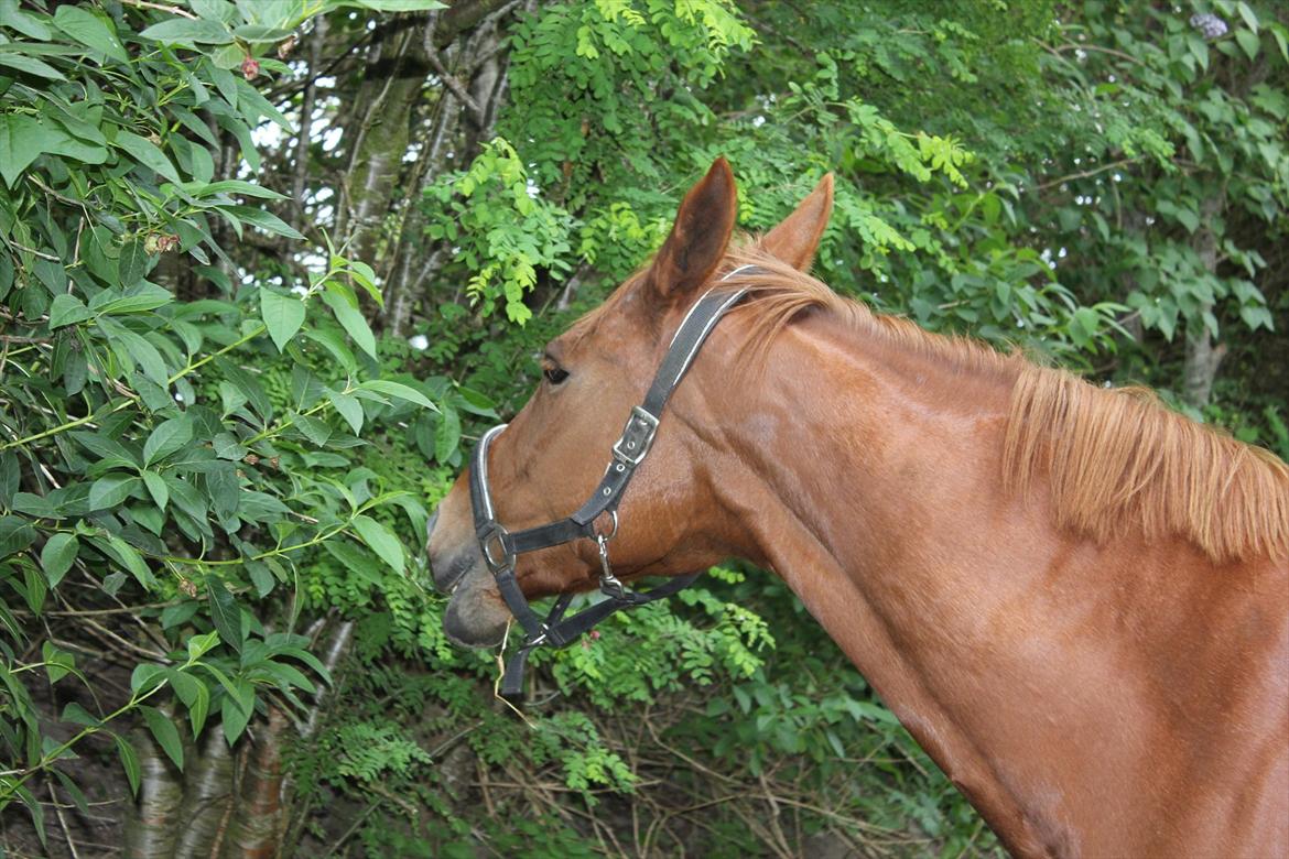 Dansk Varmblod Stedets Leda (Lille Liden) *Min øjesten* - leeeeden spiser! :-) 6/6 2012 billede 20