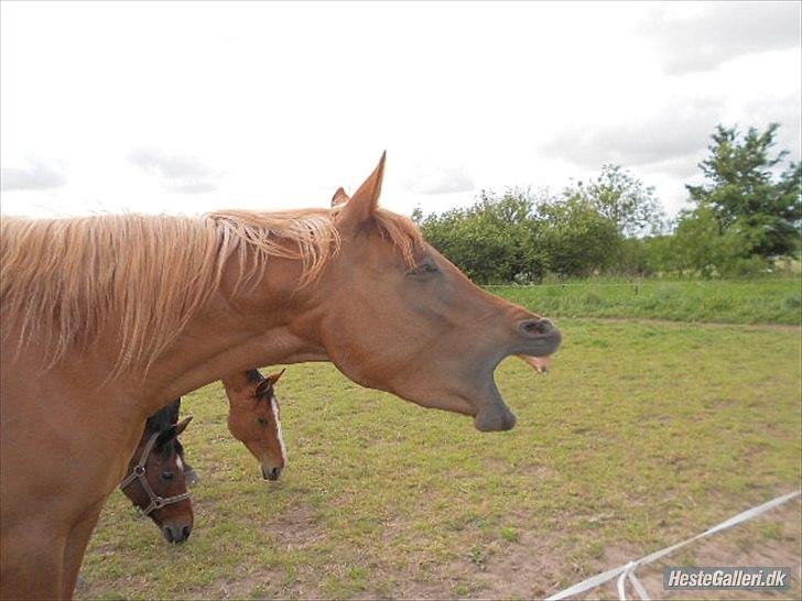 Arabisk fuldblod (OX) Zakiyah El Azraff billede 19