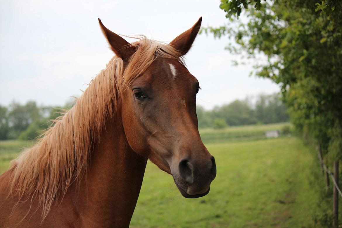 Arabisk fuldblod (OX) Zakiyah El Azraff billede 20