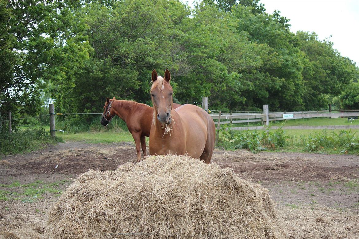 Arabisk fuldblod (OX) Zakiyah El Azraff billede 12