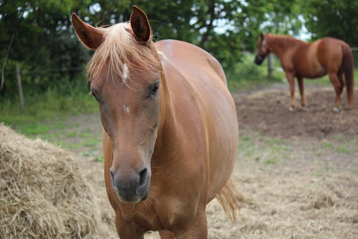 Arabisk fuldblod (OX) Zakiyah El Azraff billede 13