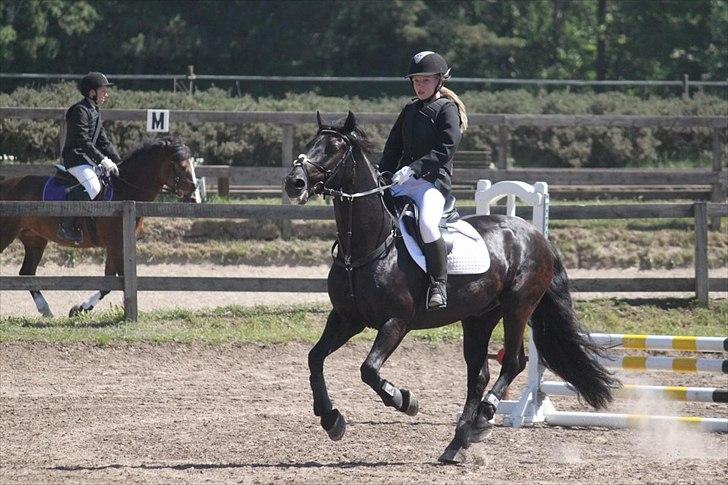 Welsh Cob (sec D) Tolstrups Kahjal - Springglad tossehest :) Vores sidste springstævne. Billede: Rikke billede 13