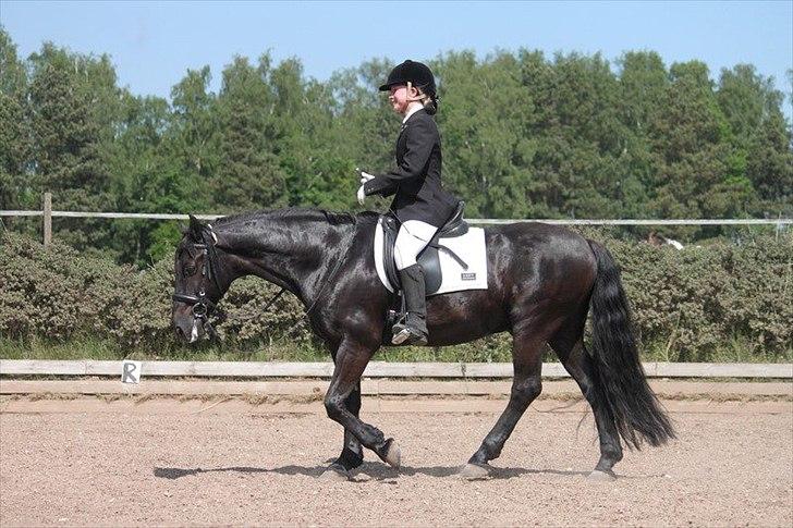 Welsh Cob (sec D) Tolstrups Kahjal - Træt pony og tilfreds rytter. Billede: Rikke billede 9