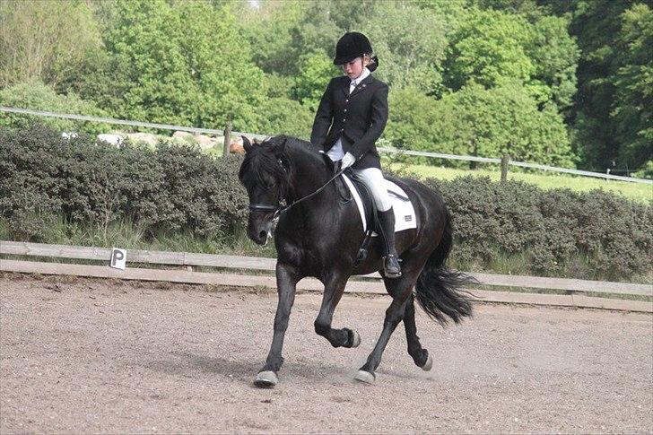 Welsh Cob (sec D) Tolstrups Kahjal - Travøgning! Billede: Rikke billede 12