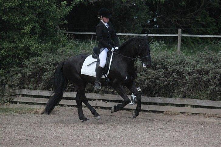 Welsh Cob (sec D) Tolstrups Kahjal - Galoppony :) Billede: Rikke billede 17