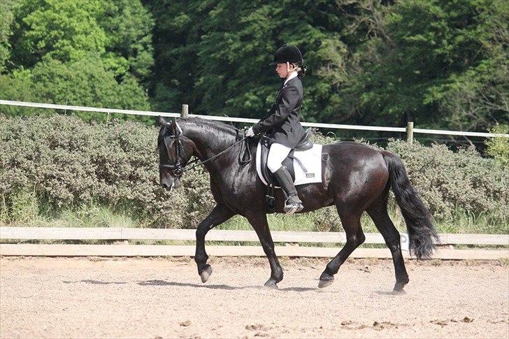 Welsh Cob (sec D) Tolstrups Kahjal - Trav. Billede: Rikke billede 11