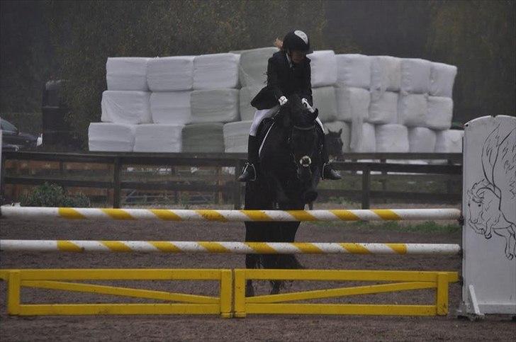 Welsh Cob (sec D) Tolstrups Kahjal - Springpony :) Billede: Kirsten(?) billede 18