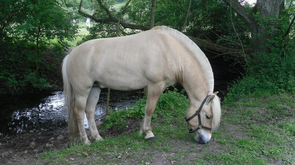 Fjordhest Rufus billede 1