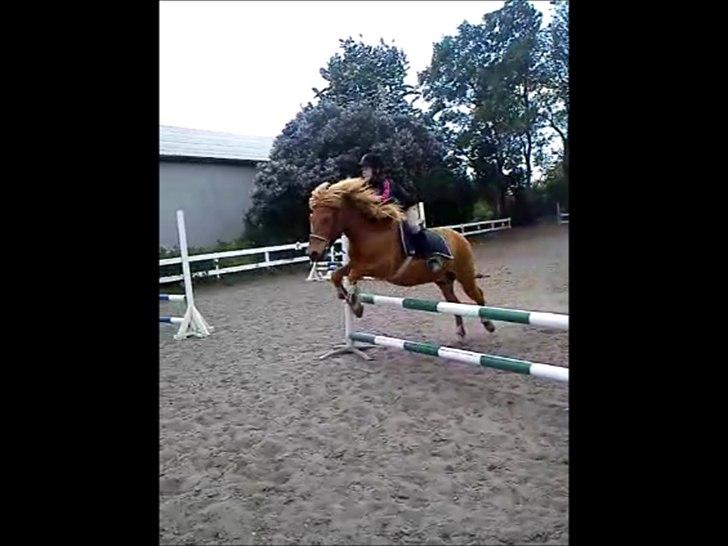 Islænder Eldur - ¤ delle ¤ - Eldur og Naja første gang til springtrænning <3 billede 16