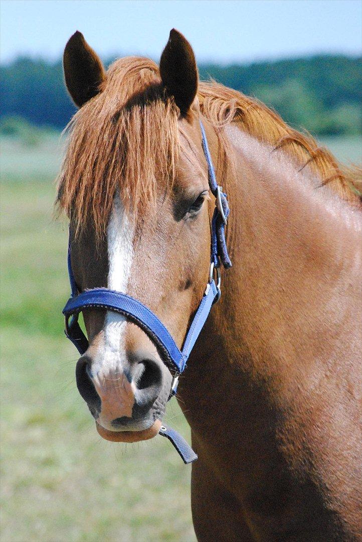 Anden særlig race Low Länder (NU TILBAGE IGEN) billede 1