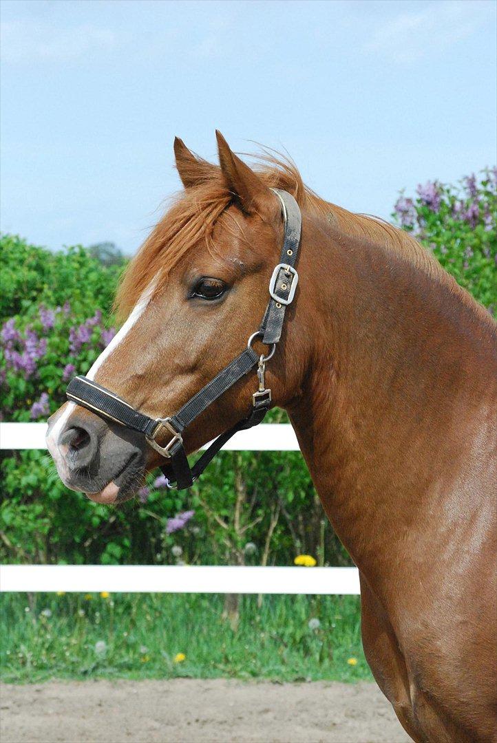 Anden særlig race Low Länder (NU TILBAGE IGEN) billede 2