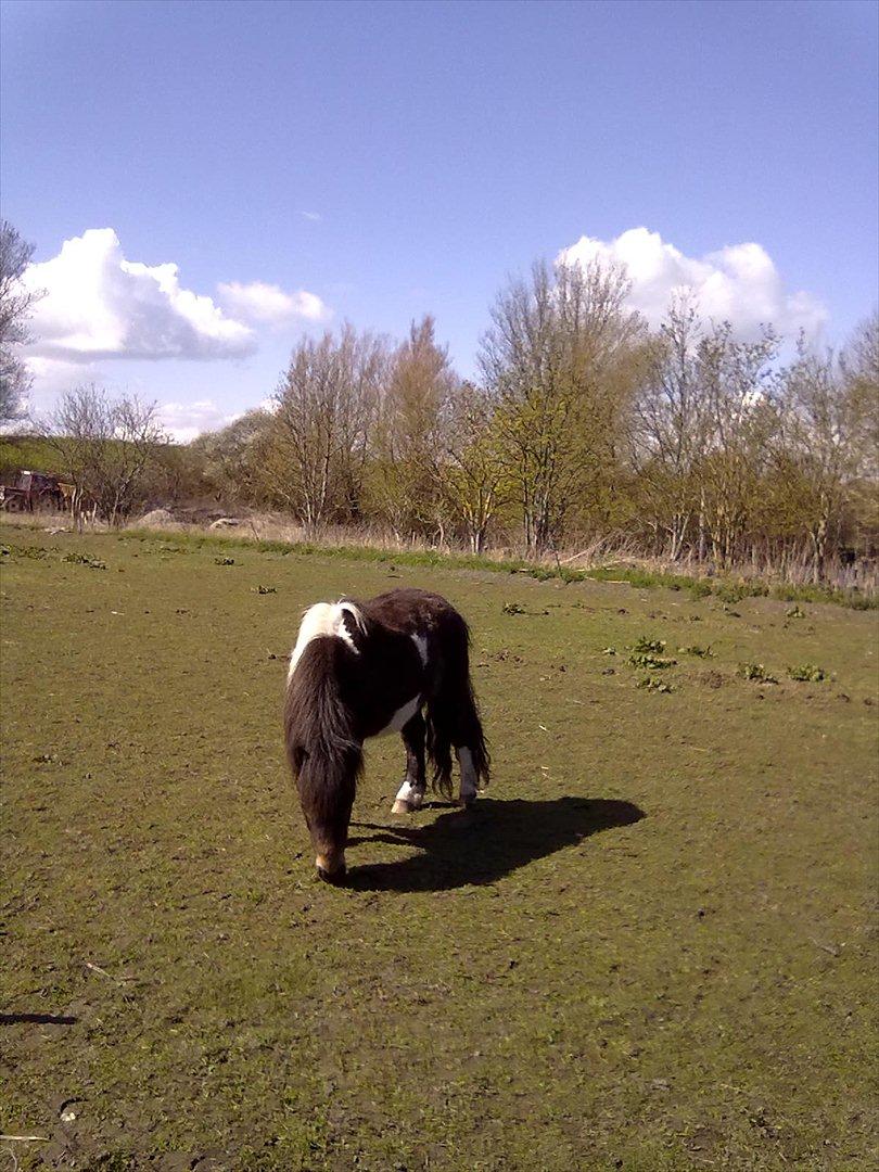 Shetlænder Julius billede 8
