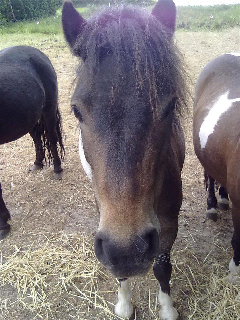 Shetlænder Julius billede 3