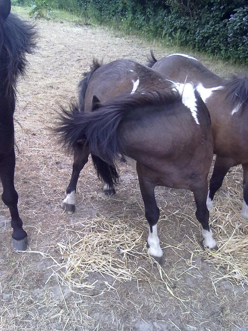 Shetlænder Julius billede 10