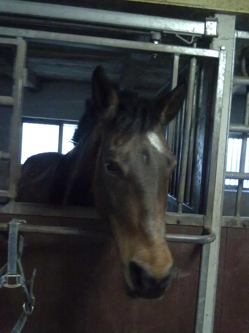 Connemara Fedtmule - eb af de sidste dage med den dejlige mulemand)-': billede 16