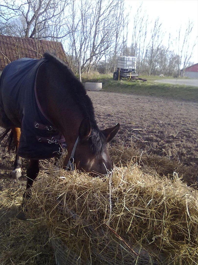 Connemara Fedtmule - en madglad Fedtmule i høet. billede 17