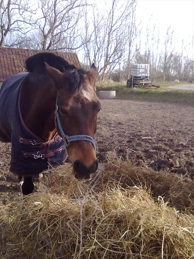 Connemara Fedtmule - man skal ikke komme for tæt på hehe(-: billede 18