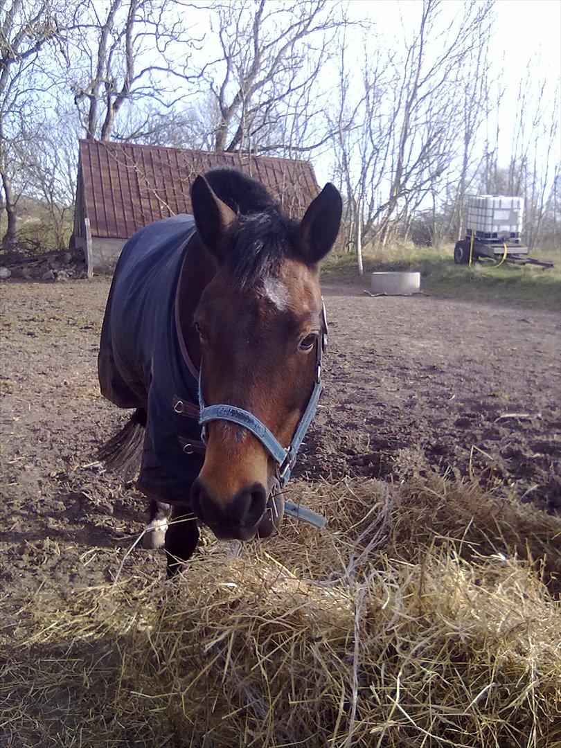 Connemara Fedtmule - smuuuke<33 billede 19