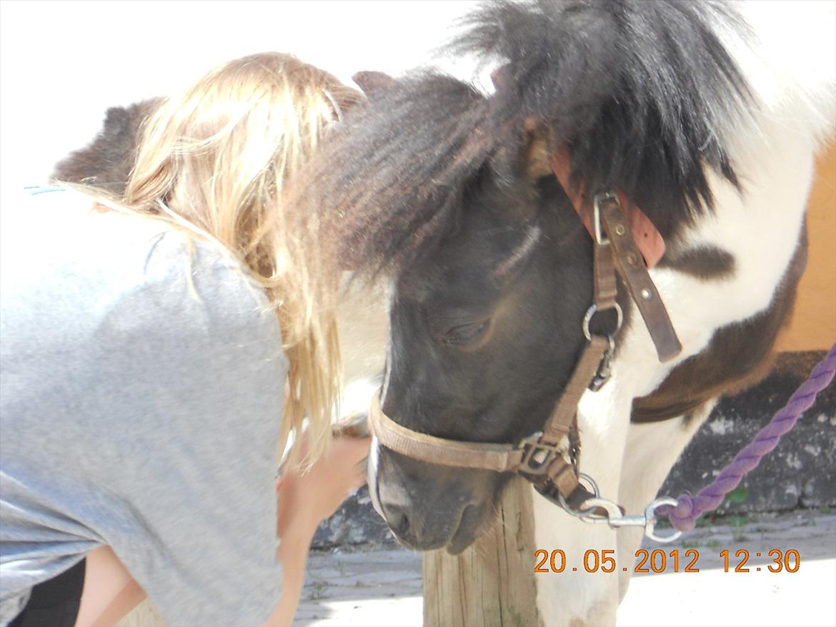 Shetlænder Haagenbjerg's Sif billede 6