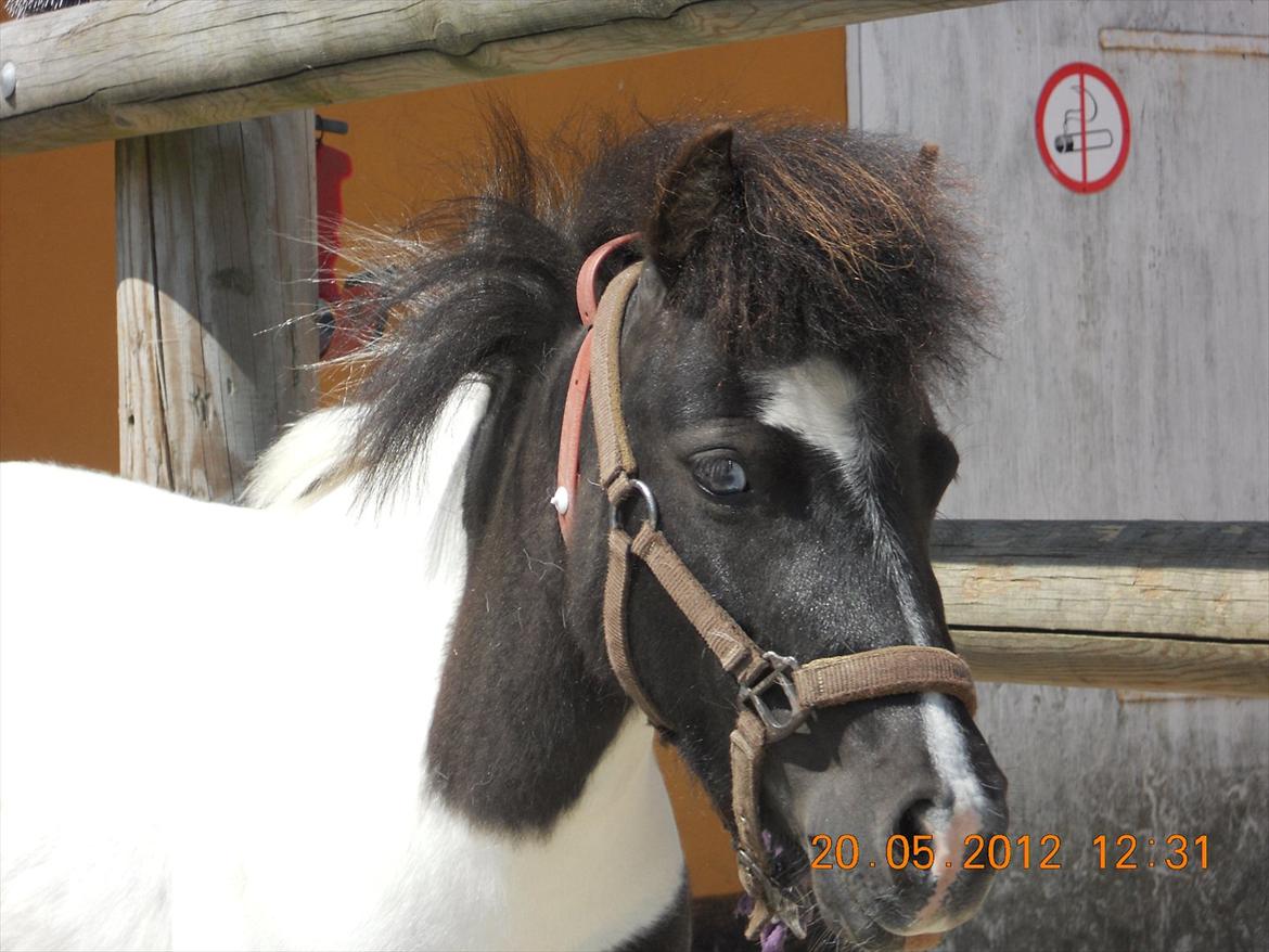 Shetlænder Haagenbjerg's Sif billede 2
