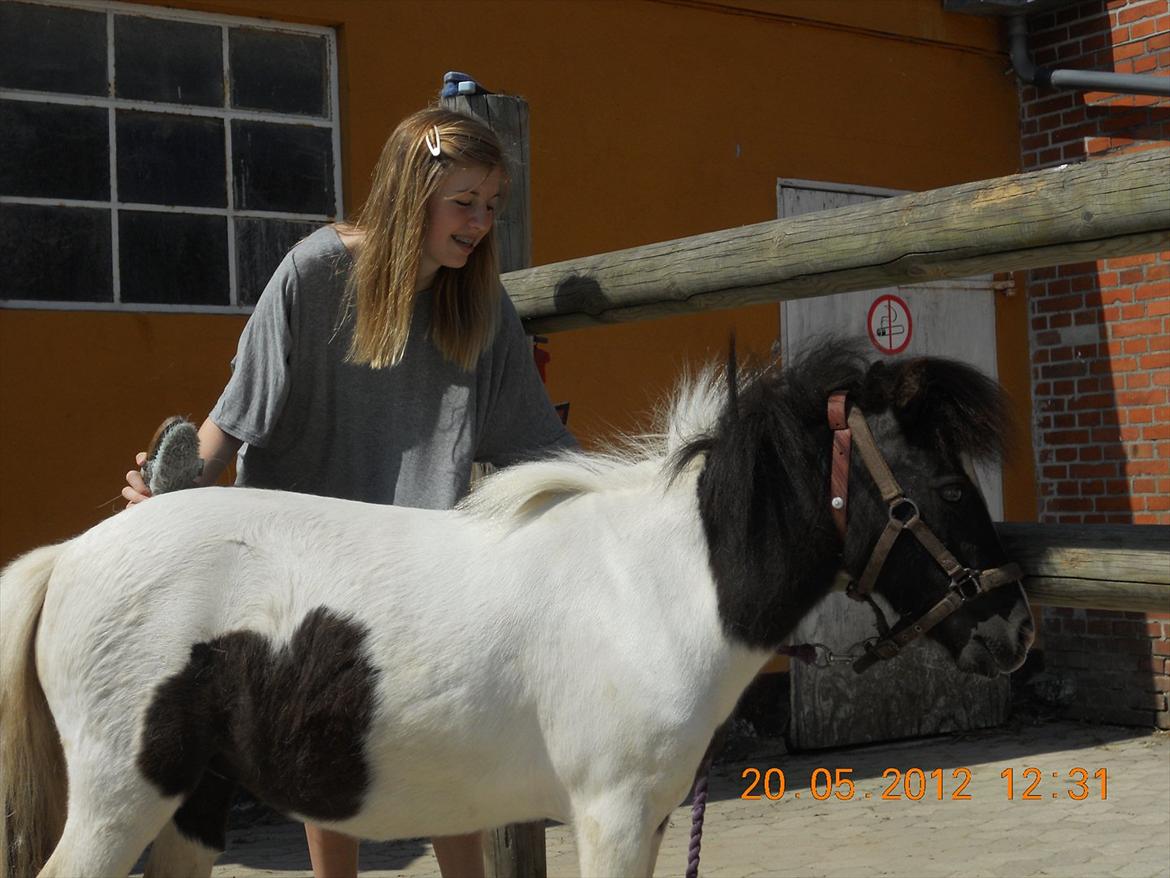 Shetlænder Haagenbjerg's Sif billede 13