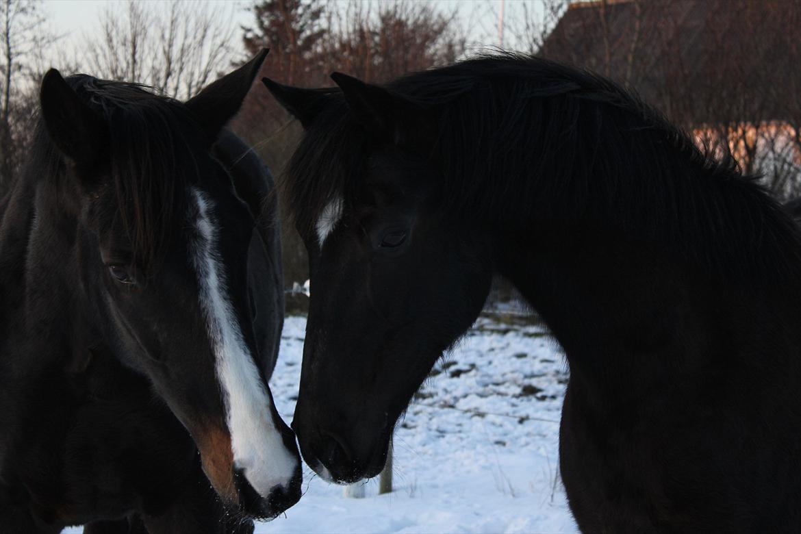 Dansk Varmblod Federica billede 3