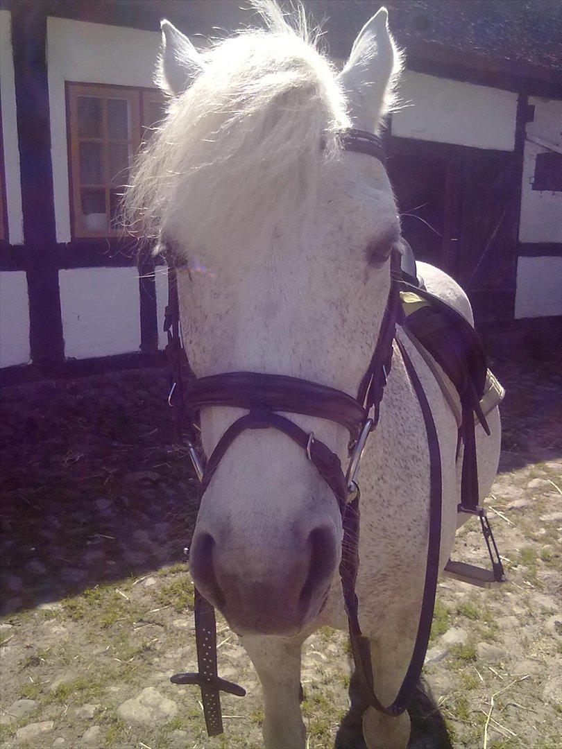 Anden særlig race Lukas<33 - lille luksen er træt efter en dejlig springtime(-: billede 1