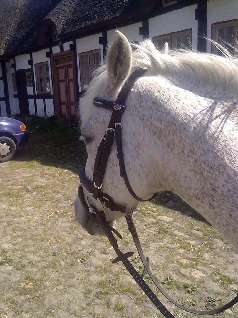 Anden særlig race Lukas<33 - luk igen efter springtrning:-) billede 2