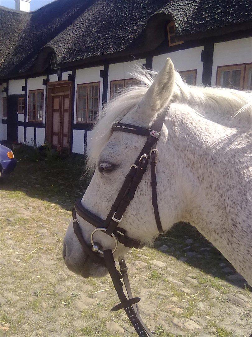 Anden særlig race Lukas<33 - nårh den lille luk billede 3