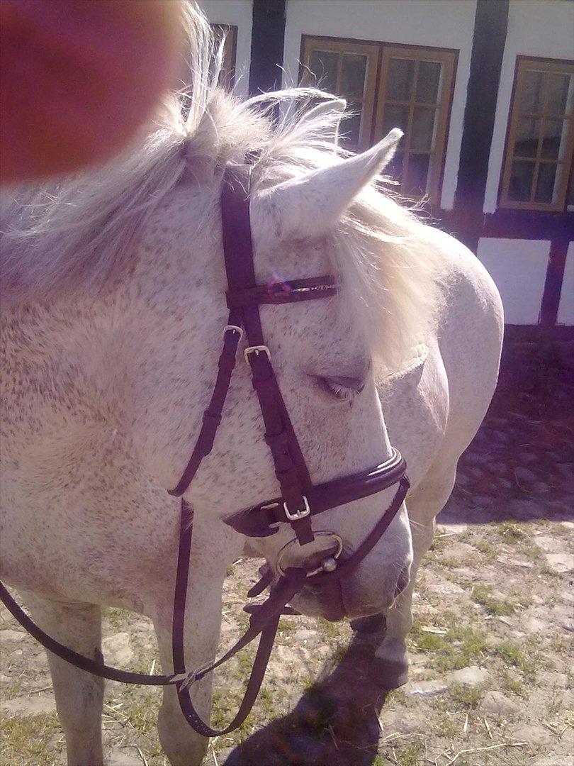 Anden særlig race Lukas<33 - smukke trætte Lukas<3
will always love you<33 billede 4