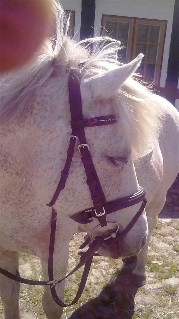 Anden særlig race Lukas<33 - <33 billede 5