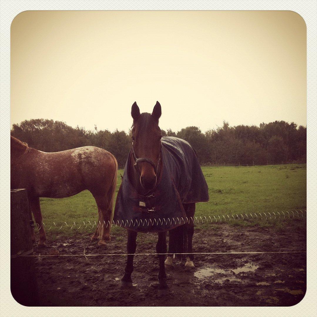 Traver Kenzo - My dream <3 billede 5