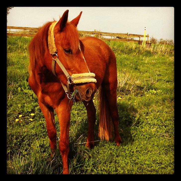 Anden særlig race Amy :i - Min lille baby! :-* billede 15