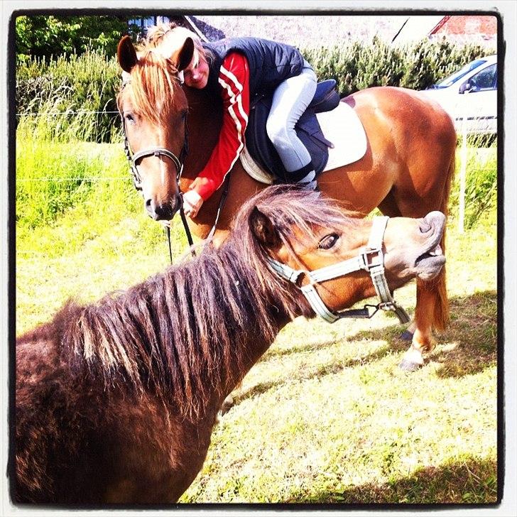 Anden særlig race Amy :i - Velkommen til Amy's profil :-)
I må meget gerne give en kommentar og bedømmelse :-)

-Jeg undskylder manglen af ridehjelm!!  billede 1