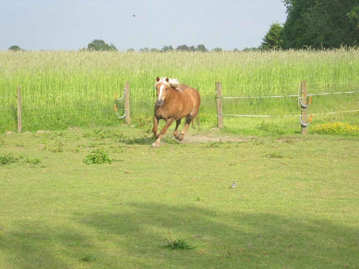 Haflinger Ginni af Kastanjegård billede 16
