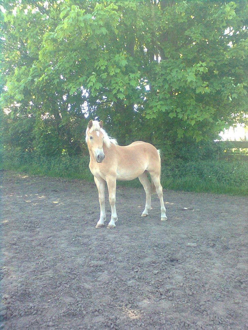 Haflinger Athæus MBM - Athæus 1 år gammel :-) billede 14