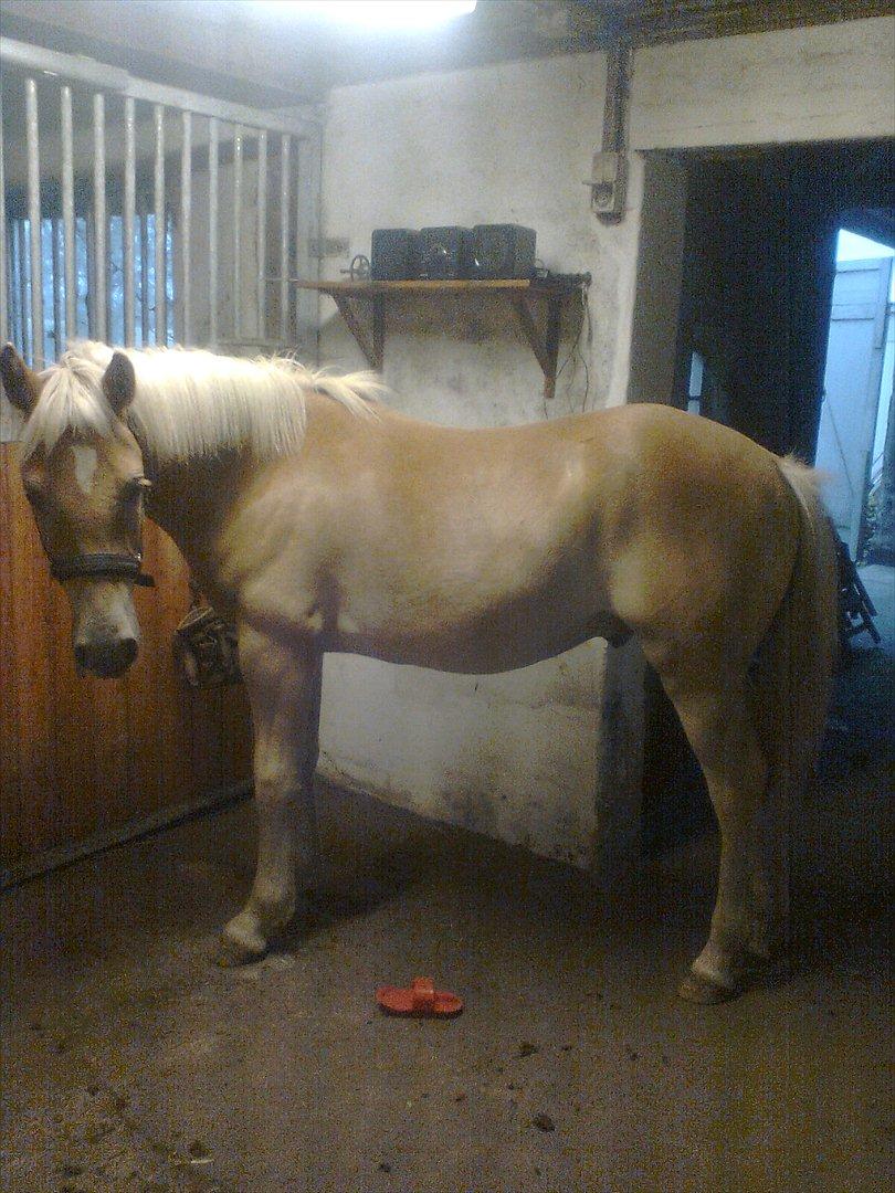 Haflinger Athæus MBM - Athæus 1 år gammel billede 15