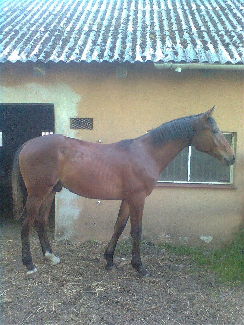 Anden særlig race Sassello Miracolo - 11 mdr gammel. Lidt tynd her. Han har tabt sig pga boksro alene efter lyske-kastration. billede 17