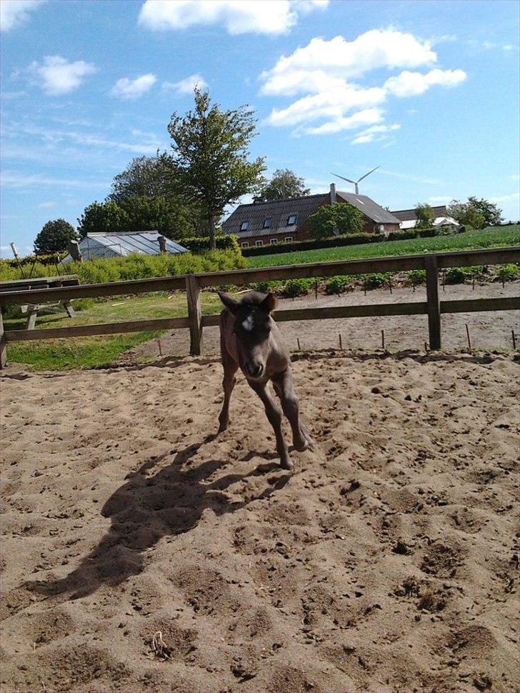 Islænder Gæfa fra Tjørnegården billede 5