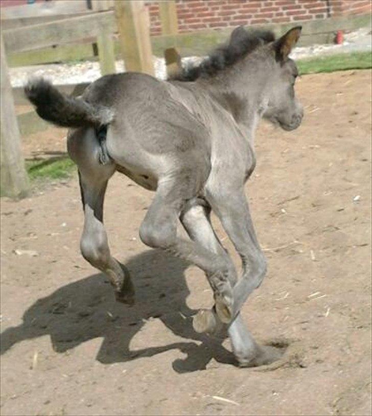 Islænder Gæfa fra Tjørnegården billede 7