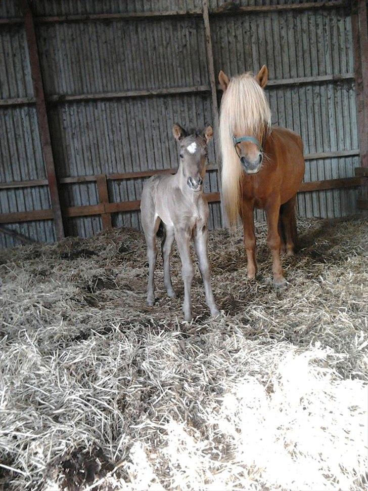 Islænder Gæfa fra Tjørnegården billede 9