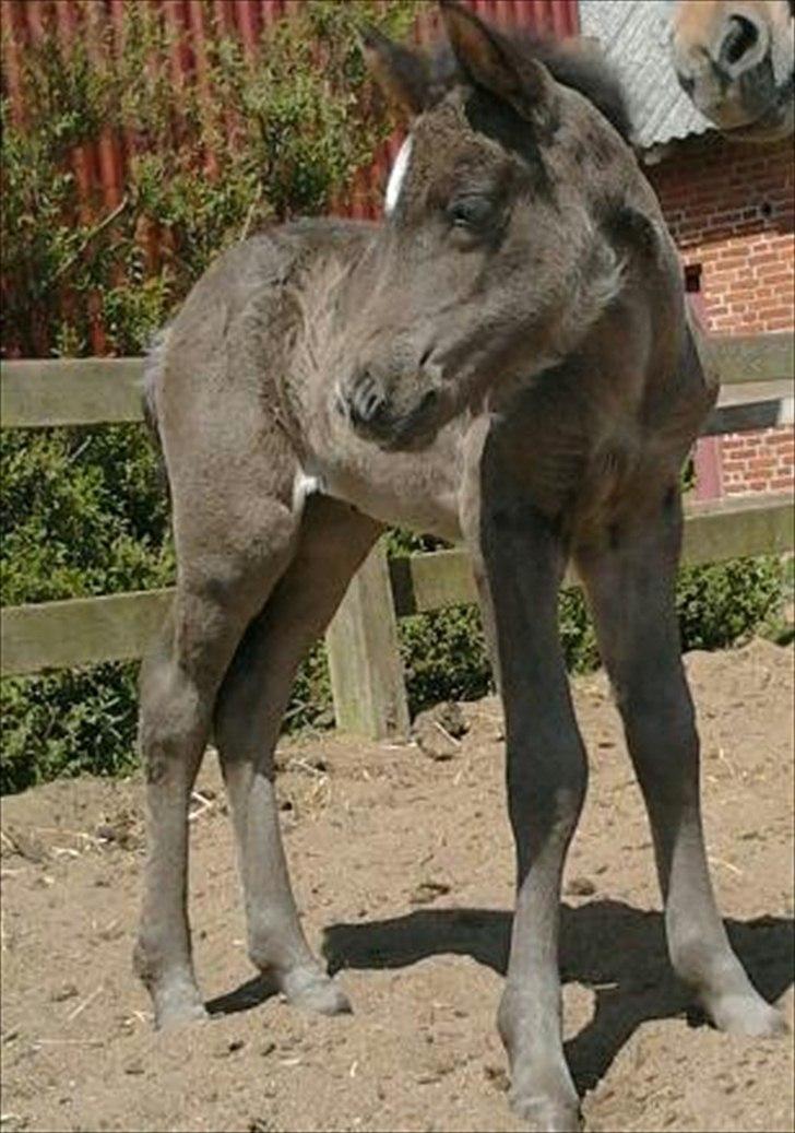 Islænder Gæfa fra Tjørnegården billede 11