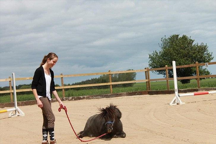 Shetlænder Bølle billede 7