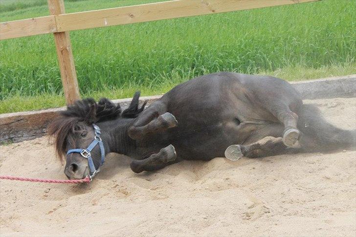 Shetlænder Bølle billede 8