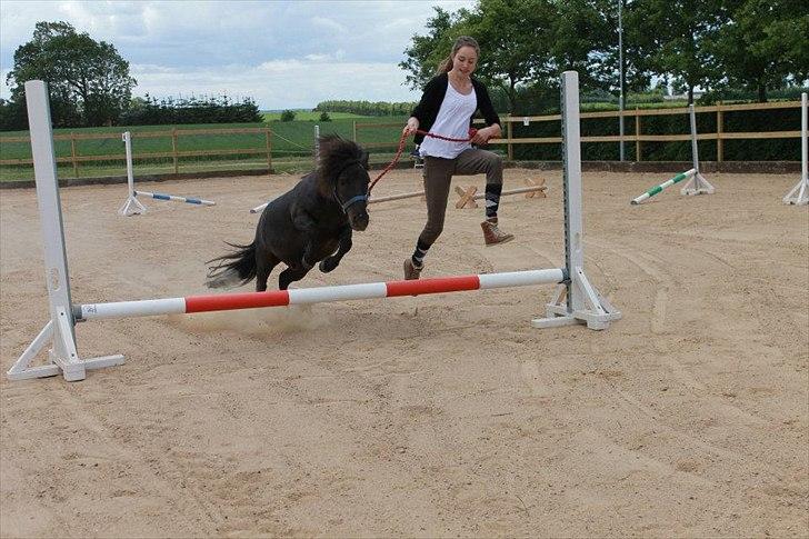 Shetlænder Bølle billede 9