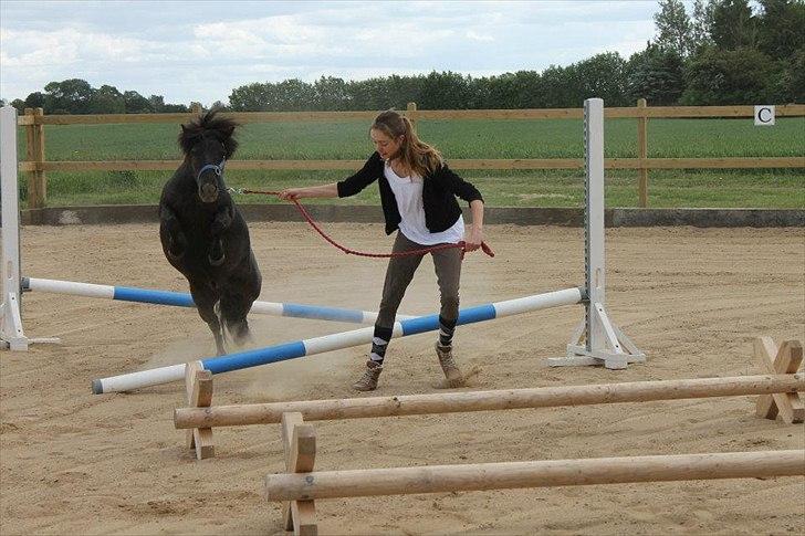 Shetlænder Bølle billede 10